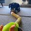 Gigwi | Juguete para perros Crunchy Neck 'felpa Friendz' Pato S con sonido — foto oficial GiGwi