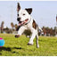 Gigwi Ball Originals | Pelotas de tenis para perros, pack de 3 — foto oficial GiGwi