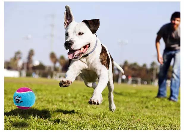 Gigwi Ball Originals | Pelotas de tenis para perros, pack de 3 — foto oficial GiGwi