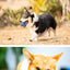 Gigwi Ball | Pelotas para perros, exhibidor de 3 unidades — foto oficial GiGwi