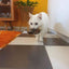 Gigwi | Juguete para gatos Pájaro 'Melody Chaser' sonido de pájaro y pluma — foto oficial GiGwi