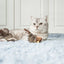 Gigwi | Juguete para gatos Pájaro 'Melody Chaser' sonido de pájaro y pluma — foto oficial GiGwi