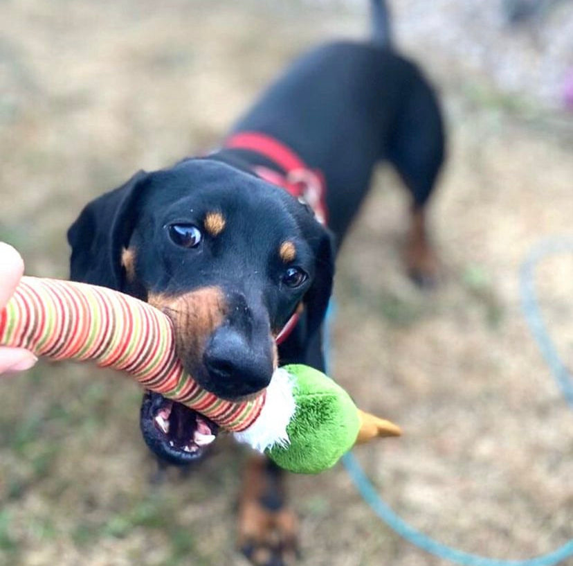 Gigwi | Juguete para perros Crunchy Neck 'felpa Friendz' Pato S con sonido — foto oficial GiGwi