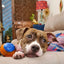 Gigwi Ball Trans | Pelota transparente con sonido para perros — foto oficial GiGwi