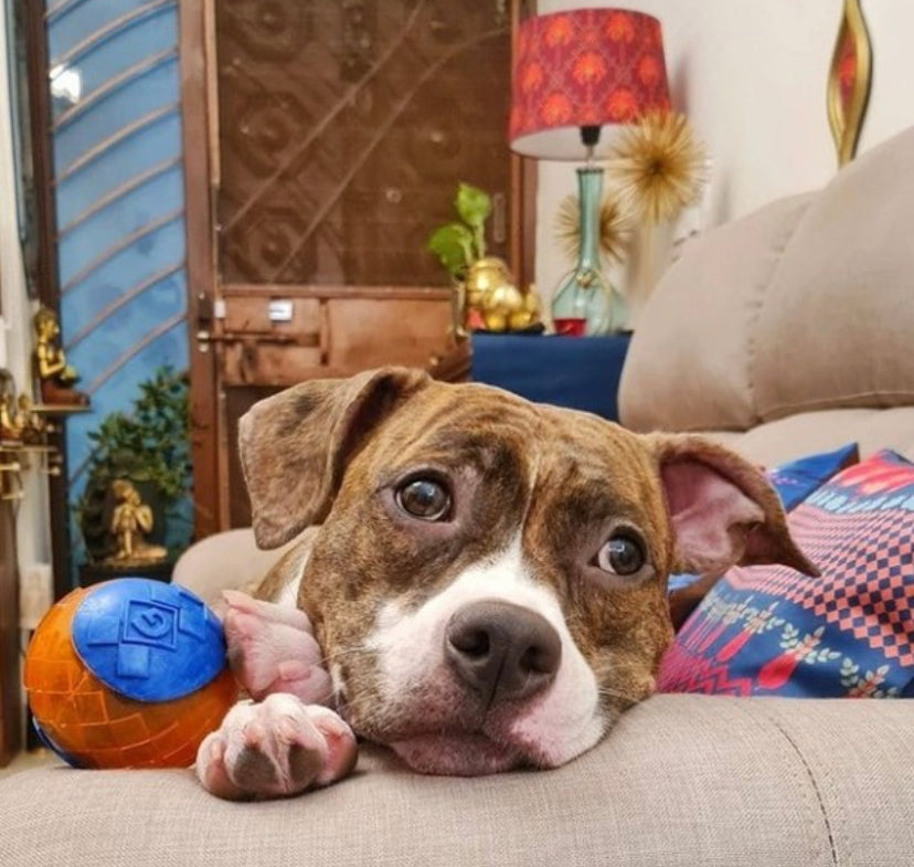 Gigwi Ball Trans | Pelota transparente con sonido para perros — foto oficial GiGwi