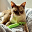 GiGwi Roll-Tailed ratón · verde · gato con el juguete
