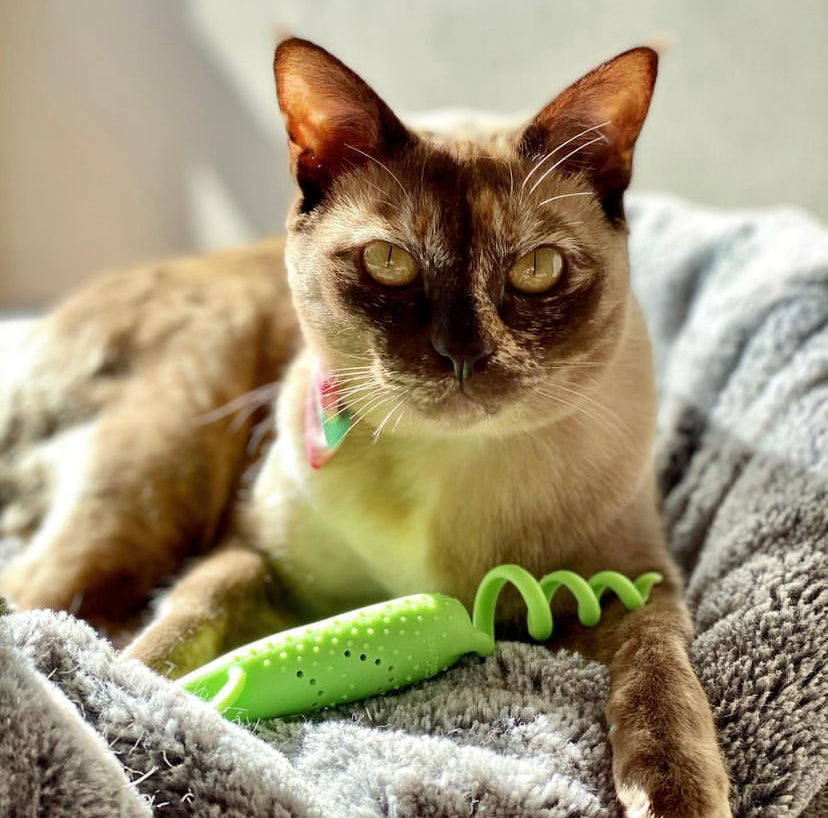 GiGwi Roll-Tailed ratón · verde · gato con el juguete