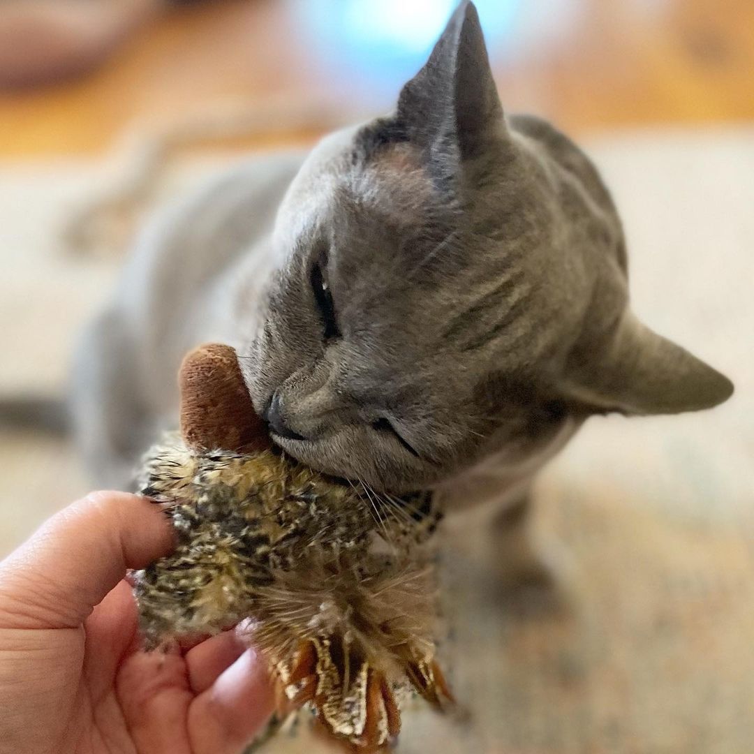 Gigwi | Juguete para gatos Pájaro 'Melody Chaser' sonido de pájaro y pluma — foto oficial GiGwi