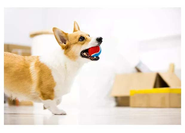 Gigwi Ball Originals | Pelotas de tenis para perros, pack de 3 — foto oficial GiGwi