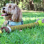 Gigwi | Juguete para perros Crunchy Neck 'felpa Friendz' Pato S con sonido — foto oficial GiGwi