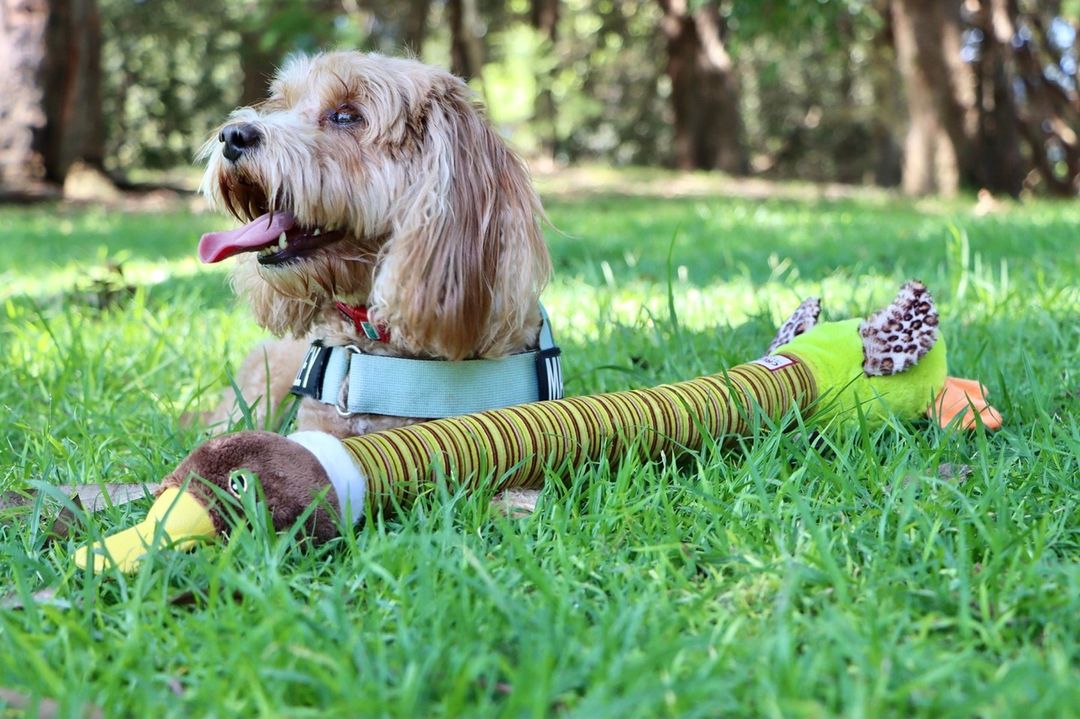 Gigwi | Juguete para perros Crunchy Neck 'felpa Friendz' Pato S con sonido — foto oficial GiGwi