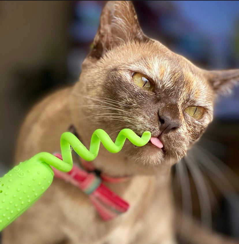 GiGwi Roll-Tailed ratón · verde · gato mordiendo el juguete