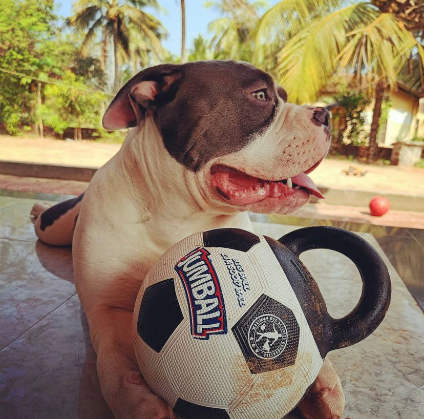 Gigwi | Juguete para perros 'Jumball' Pelota de fútbol con mango de goma — foto oficial GiGwi