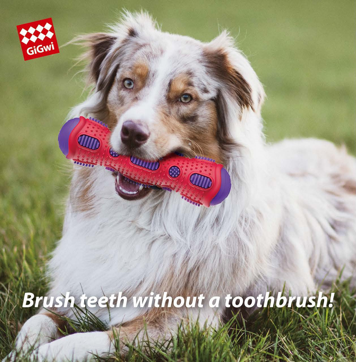 Gigwi | Mordedor dental tipo cepillo de caucho con sonido crujiente para perros en uso — fotografía original del catálogo GiGwi 2026