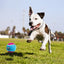 Gigwi Ball Originals | Pelotas de tenis para perros, pack de 3