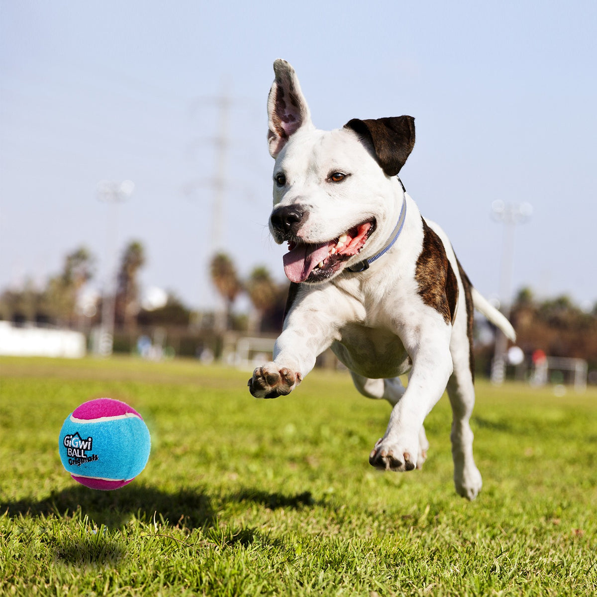Gigwi Ball Originals | Pelotas de tenis para perros, pack de 3