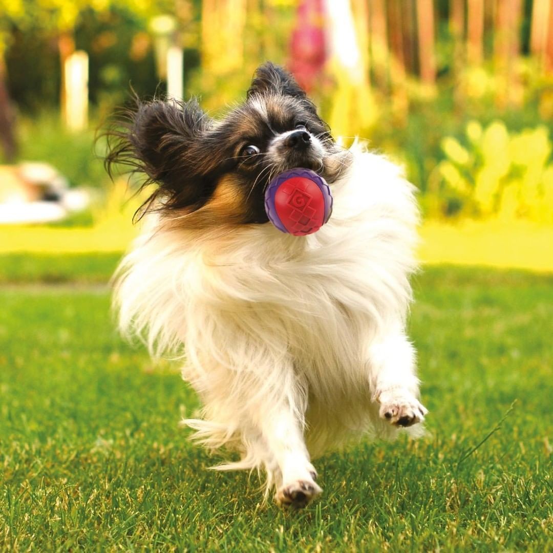 Gigwi Ball | Pelotas para perros, exhibidor de 3 unidades