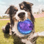 Gigwi Ball Trans | Pelota transparente con sonido para perros