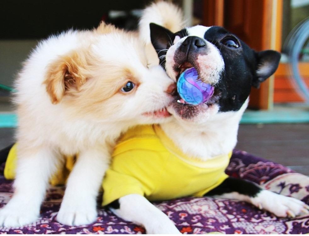 Gigwi Ball Trans | Pelota transparente con sonido para perros