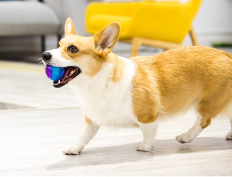 Gigwi Ball Trans | Pelota transparente con sonido para perros