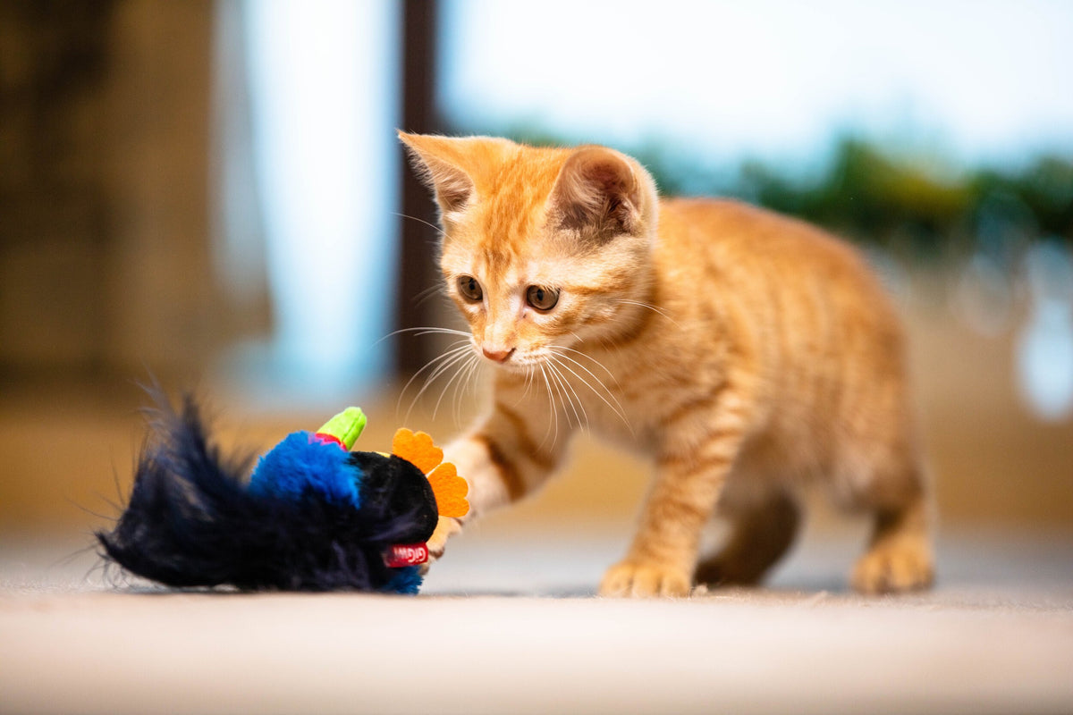 Gigwi | Juguete para gatos Tucán 'Melody Chaser' con sonido que se activa con el movimiento
