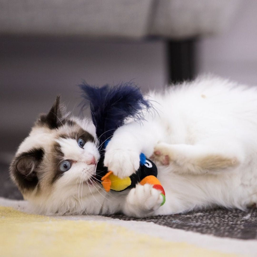 Gigwi | Juguete para gatos Tucán 'Melody Chaser' con sonido que se activa con el movimiento