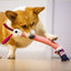 Gigwi | Juguete para perros Crunchy Neck 'felpa Friendz' conejo S con sonido