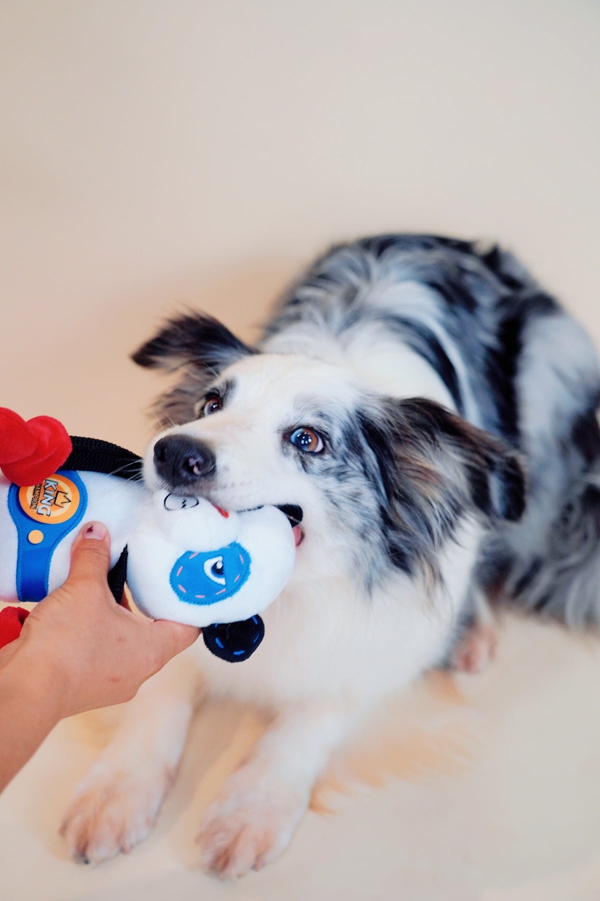 Gigwi | Juguete para perros Rock Zoo King Boxer Panda con sonido