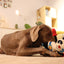 Gigwi | Juguete para perros Rock Zoo King Boxer Panda con sonido