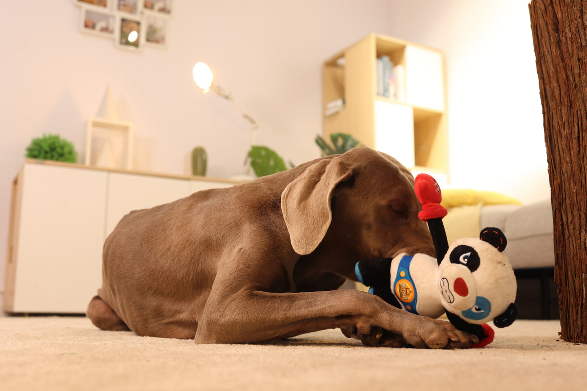Gigwi | Juguete para perros Rock Zoo King Boxer Panda con sonido