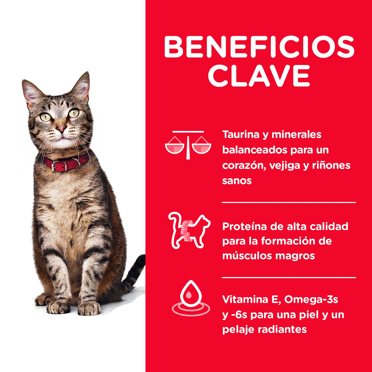 Hill's Science Diet Adult con pollo, alimento seco para gatos adultos · beneficios principales