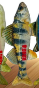 KONG WILD SHIELDZ Perch — imagen referencial del catálogo Vetpharma; presentación según la opción seleccionada