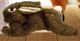 KONG Wild Low Stuff Rabbit — imagen referencial del catálogo Vetpharma; presentación según la opción seleccionada
