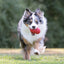 Perro jugando al aire libre con un KONG Classic rojo
