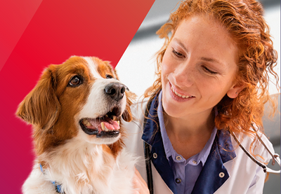 Bravecto 365 de MSD Salud Animal para administración veterinaria en perros