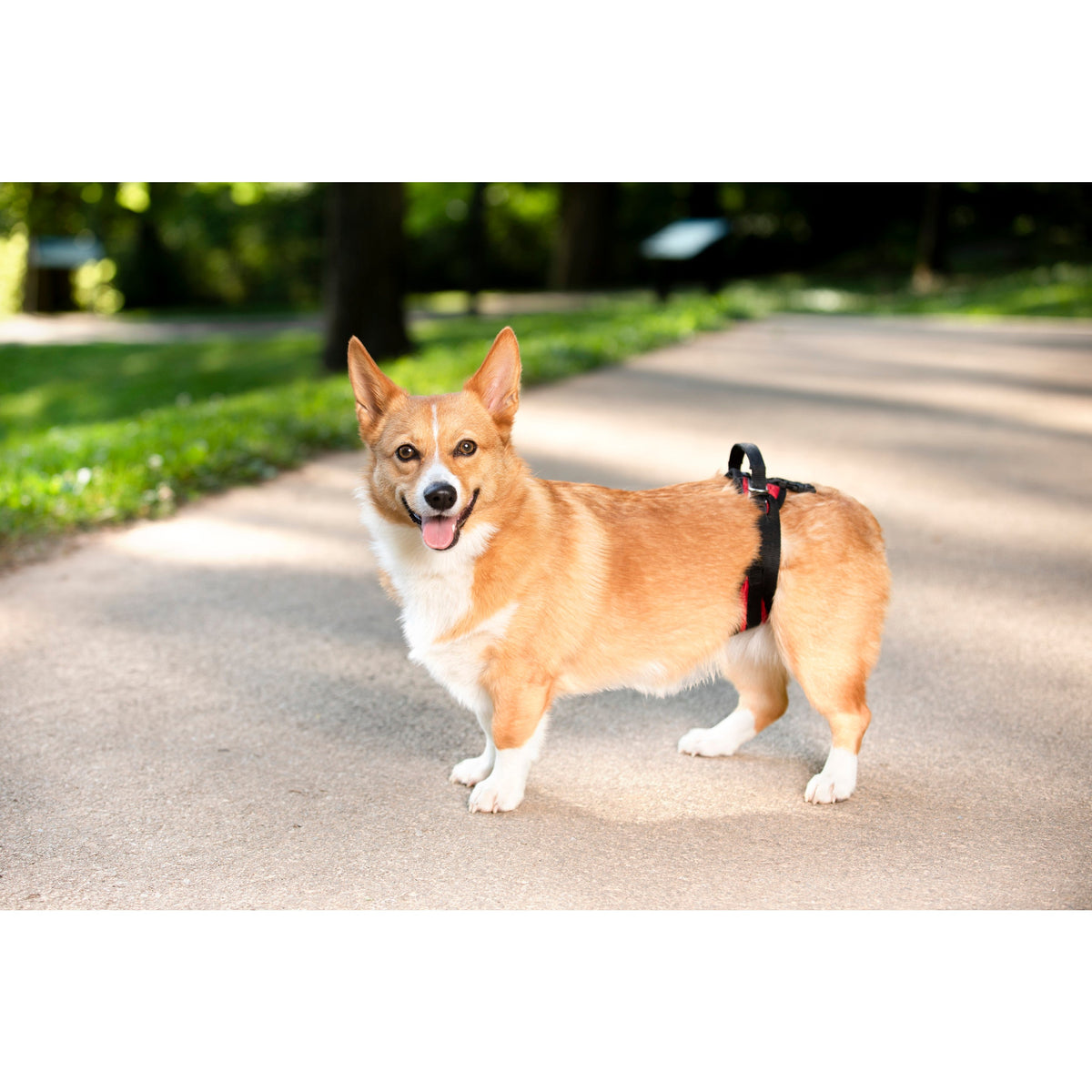 CareLift™ Rear Support Harness