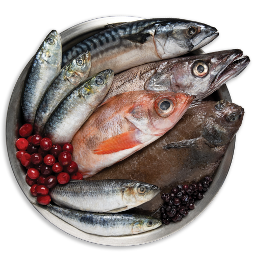 Orijen | Alimento seco para perros adultos Six Fish — Ilustración de pescados de la receta Six Fish