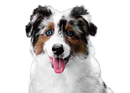 Canbo | DOG TROC CORDERO CACH