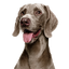 Canbo | DOG TROC PAVO AD
