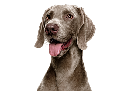 Canbo | DOG TROC PAVO AD