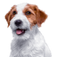 Canbo | DOG TROC PAVO CACH
