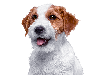 Canbo | DOG TROC PAVO CACH