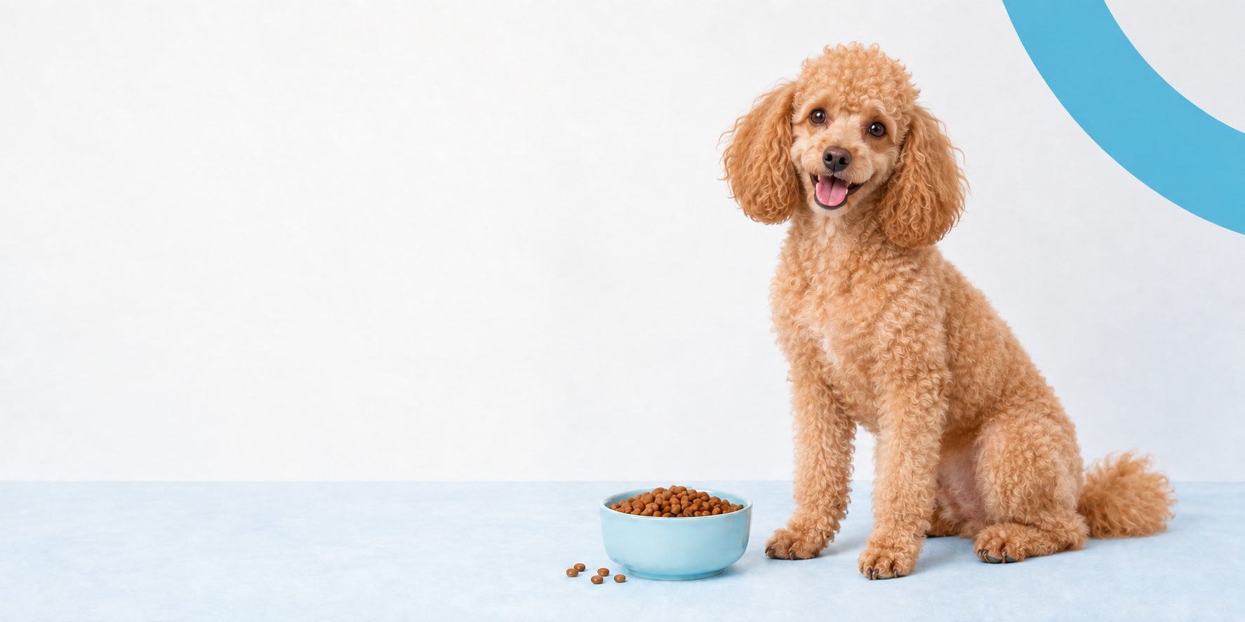 Poodle junto a un plato de alimento