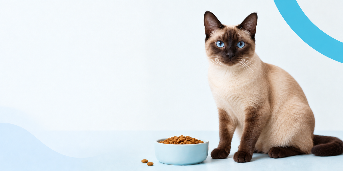 Gato siamés junto a un plato de alimento