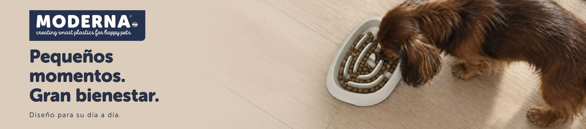 Cabecera de marca moderna desktop — propuesta elegida para Pet Pro
