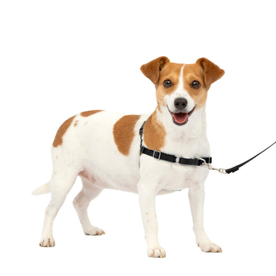 PetSafe Easy Walk arnés antitirones negro · talla S puesto en un perro