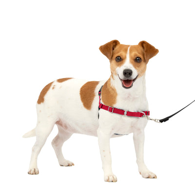 PetSafe Easy Walk arnés antitirones rojo · talla S puesto en un perro