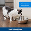 Seaside Stainless Pet Fountain