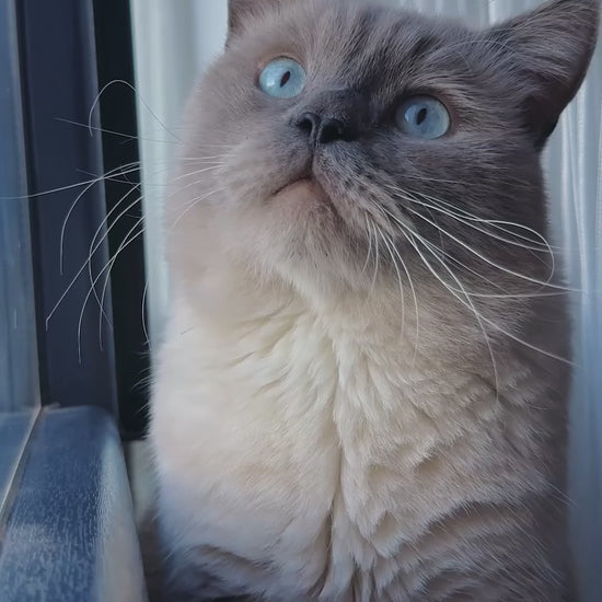 Royal Canin Kitten Sterilised: crecimiento y control del peso: vídeo oficial con información en español.