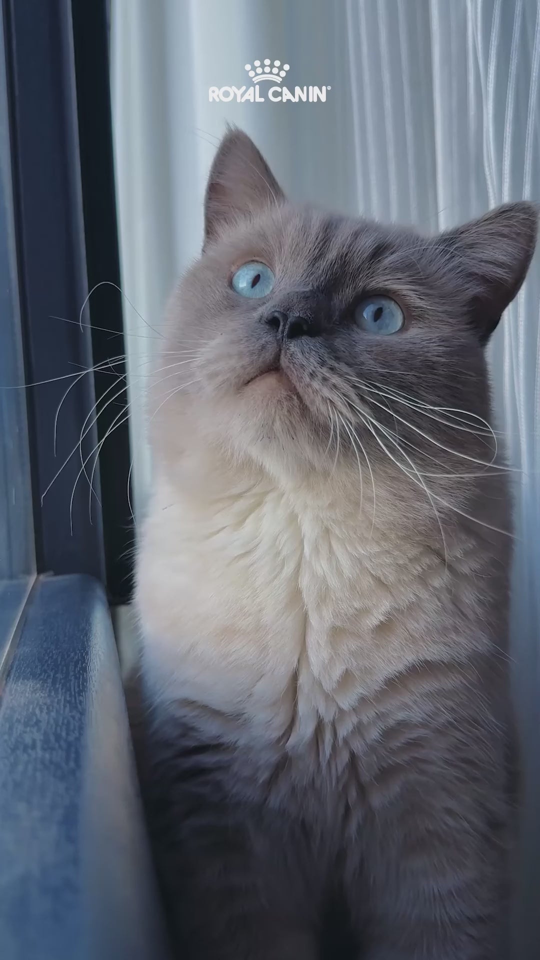 Royal Canin Kitten Sterilised: crecimiento y control del peso: vídeo oficial con información en español.
